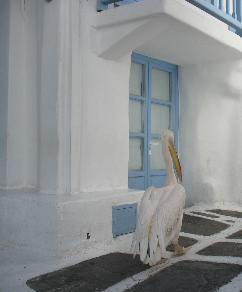 Pedro, das Maskottchen von Mykonos. Normalerweise ist er sich der Photographierenden bewußt ... nur mal gerade heute nicht.